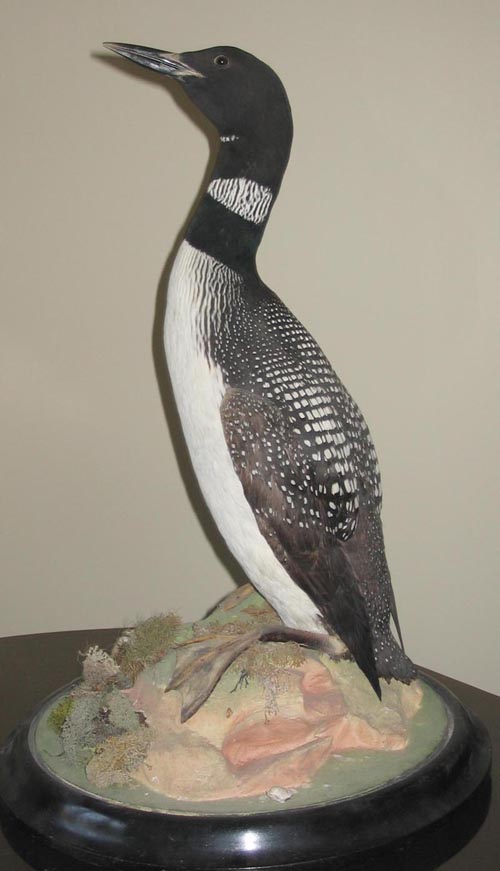 Great Northern Diver 3 (Shaw)[1].jpg